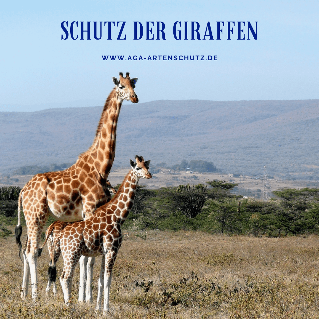 Schutz der Giraffen