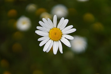 Blume Blume